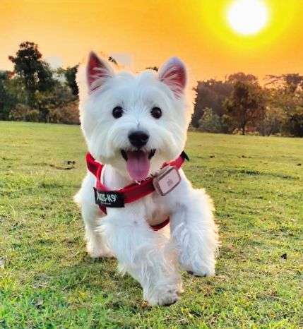 千亿宠物 不掉毛的狗狗有哪些 盘点不掉毛的八种狗狗 养它就对了 知乎