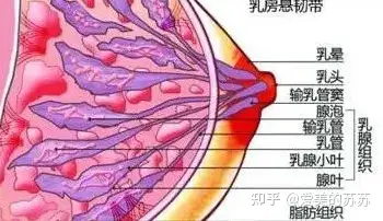 假體隆胸後的按摩需要注意什麼,建議遵從醫囑.