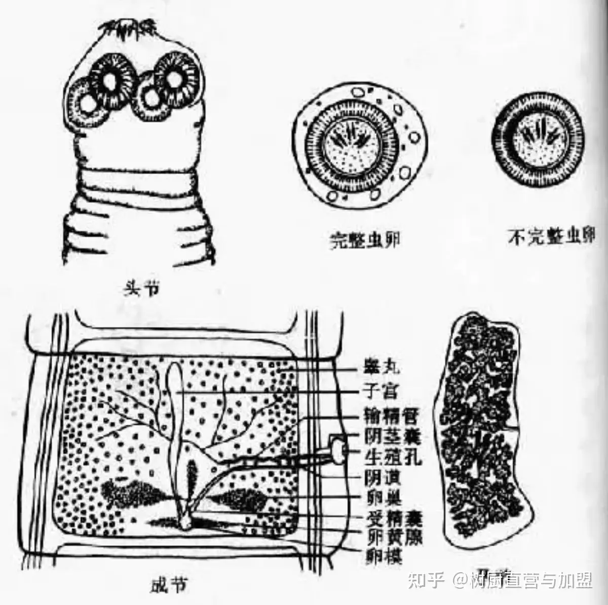 寄生虫的危害及预防措施- 知乎