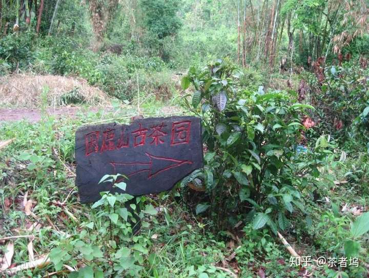 困鹿山普洱茶怎么样详解困鹿山普洱茶的口感特点