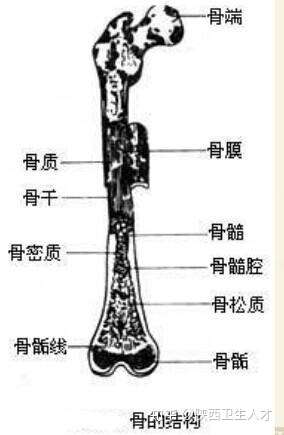 解剖学之骨的结构 知乎