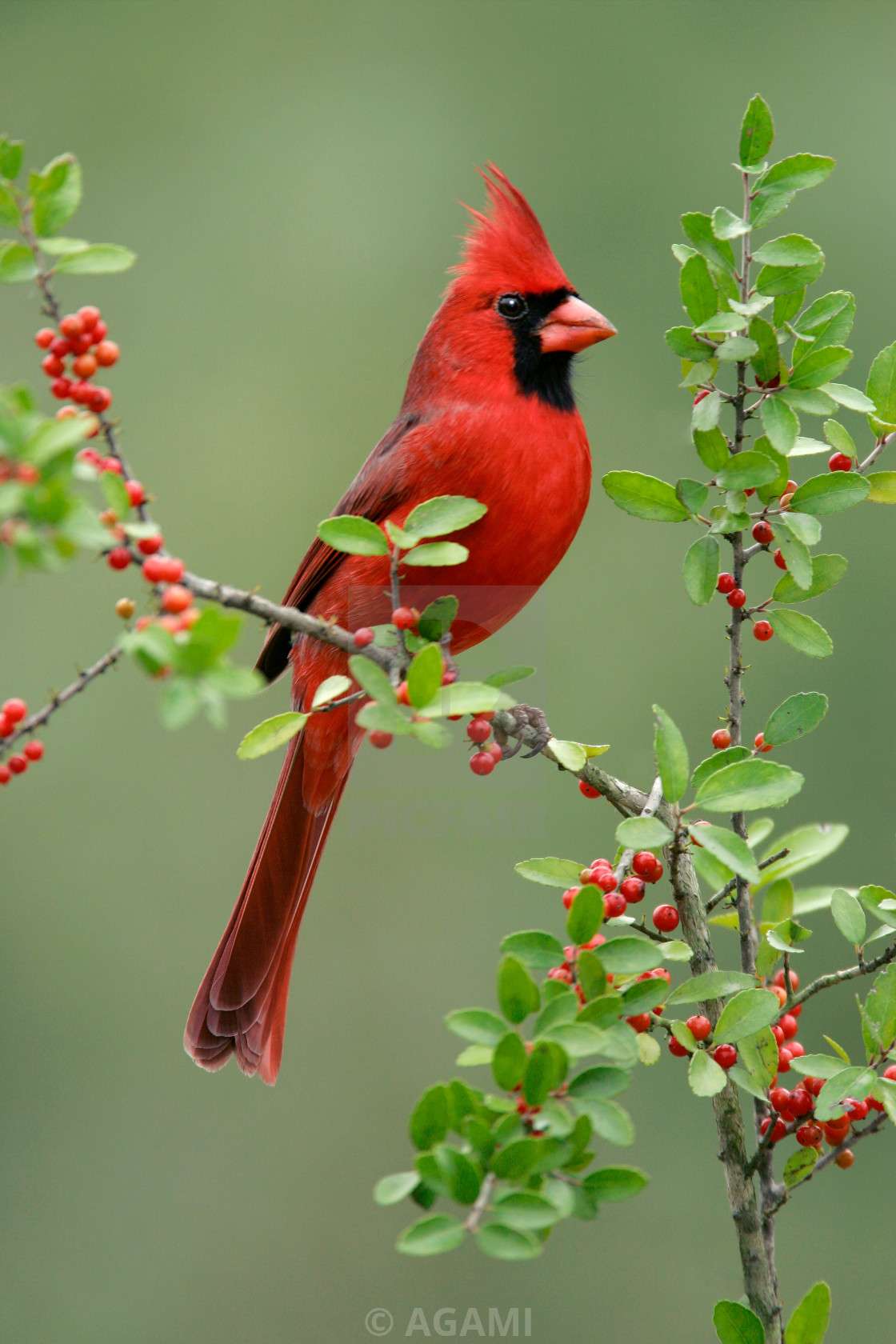 环形剧场现任负责人 的想法: 北美红雀(主红雀)cardinalis cardinalis