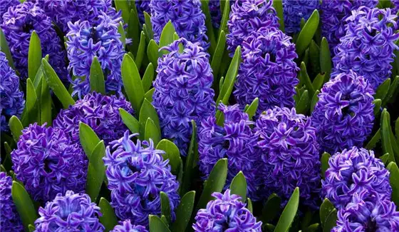 13种高贵的紫色花 只为给你一片紫海 知乎 13种高贵的紫色花 只为给你一片紫海 知乎