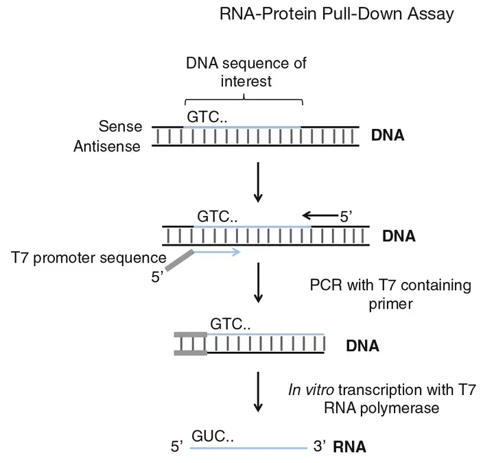 《一文读懂｜RNA Pull-down实验流程（值得收藏）》