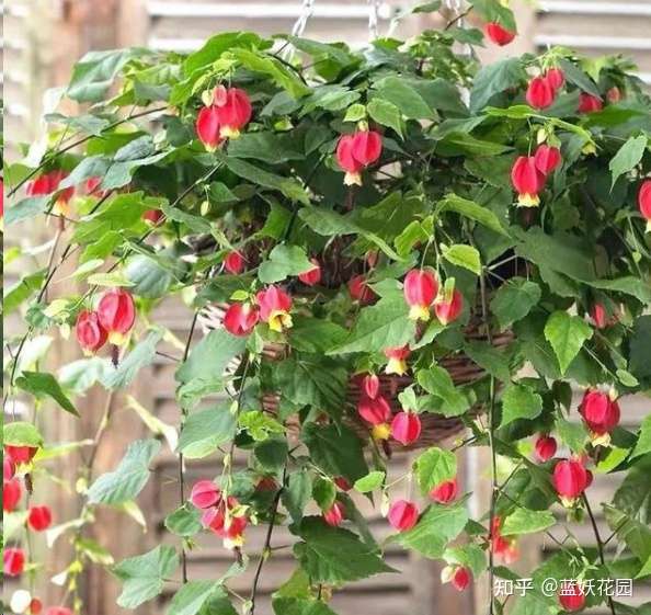蓝妖 蔓性风铃花的养殖方法和注意事项 知乎