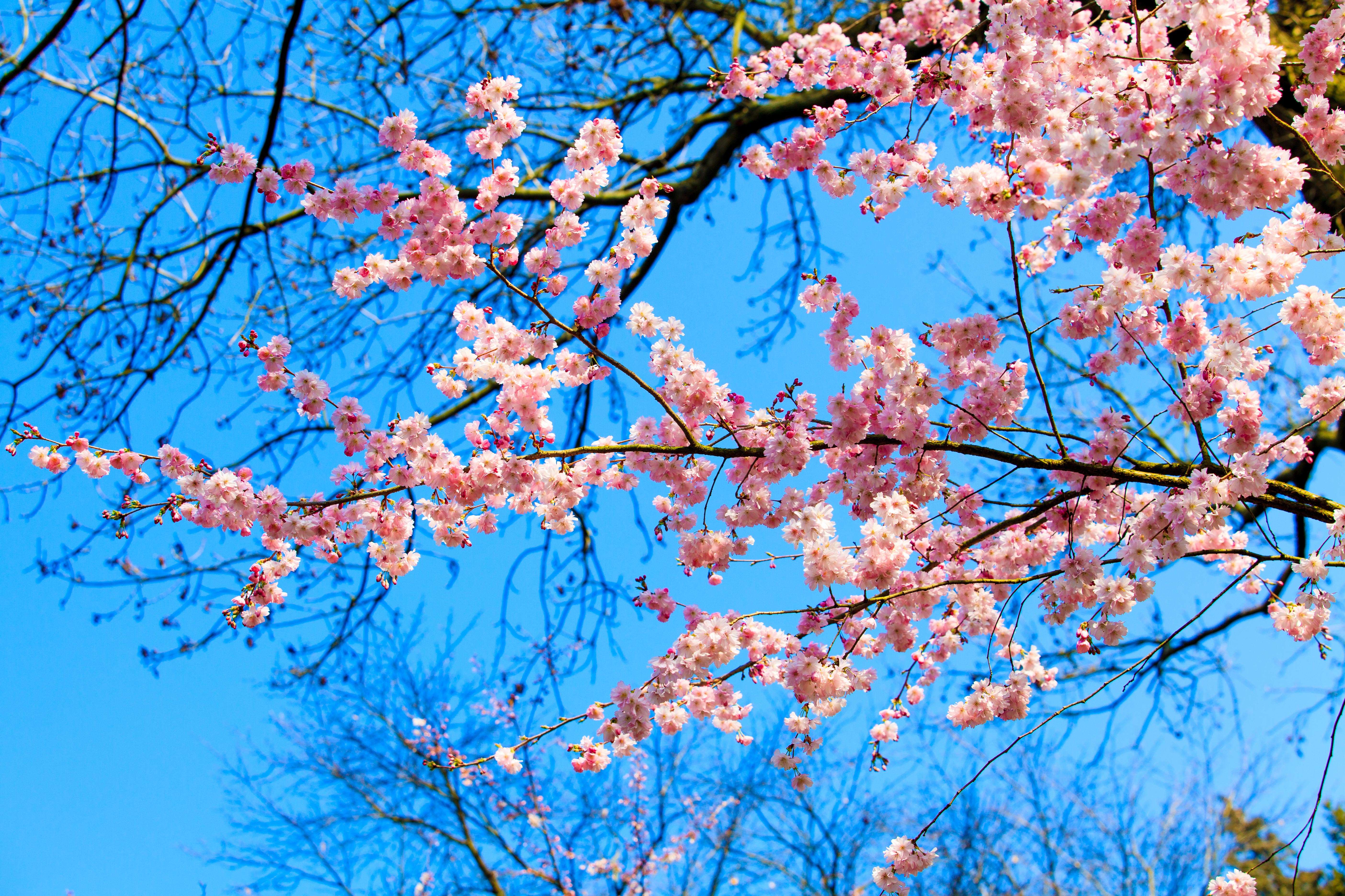 森鹰铝包木窗 的想法: 三月的#春花# 烂漫,每一朵都带载对春日