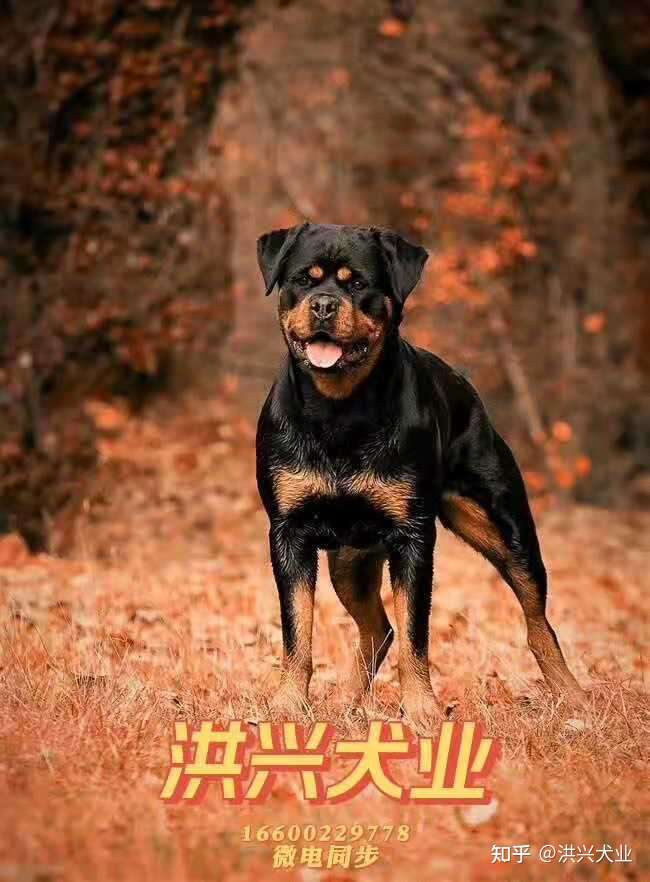 罗威纳犬的优点与缺点罗威纳犬有哪些优点与缺点 知乎