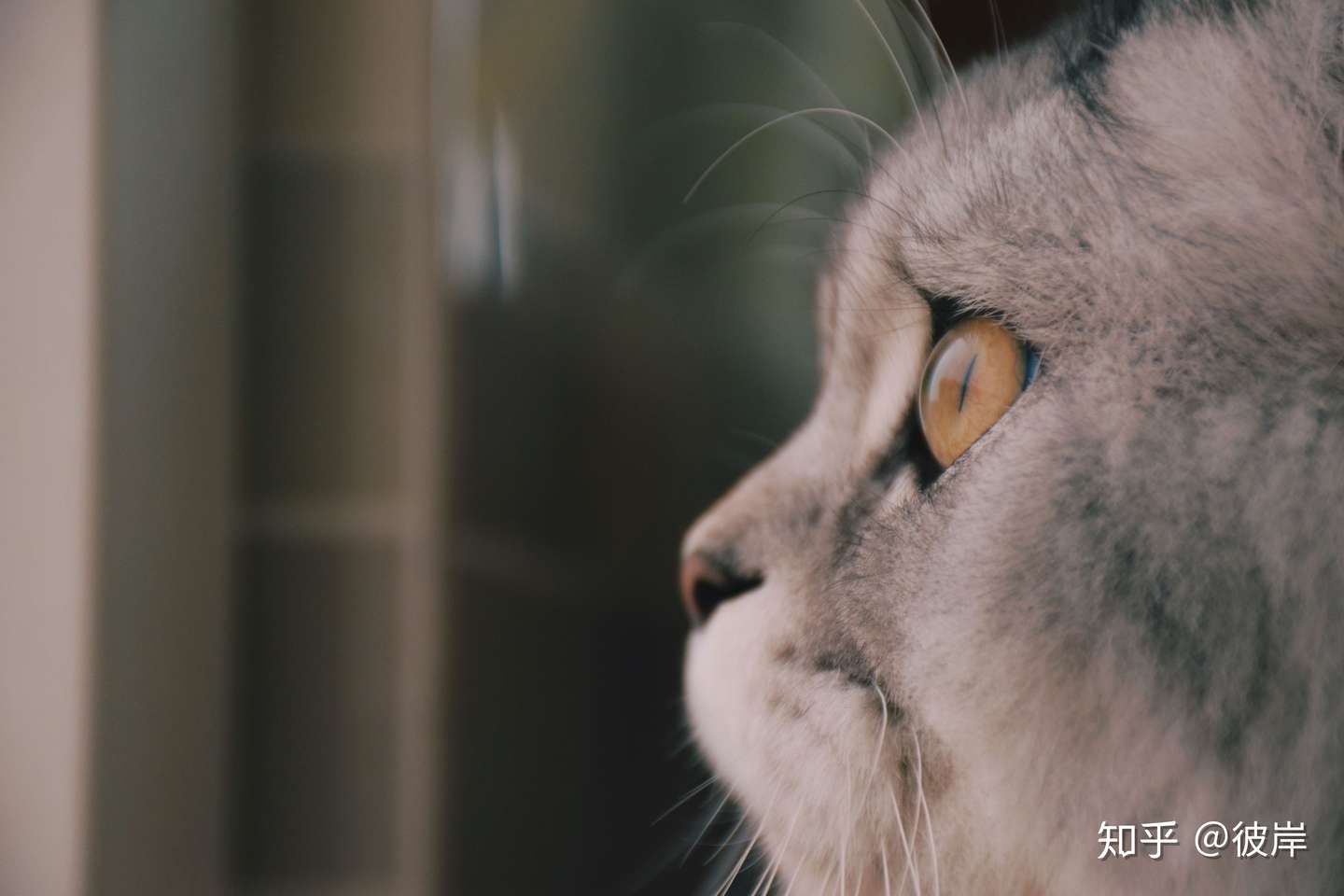 满满对抗猫腹水记录- 知乎