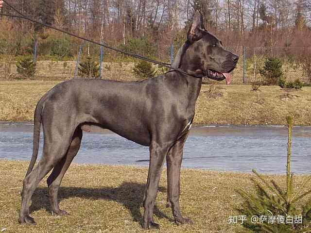 世界上体型最大的7种狗 每一只都是狗中 巨无霸 知乎