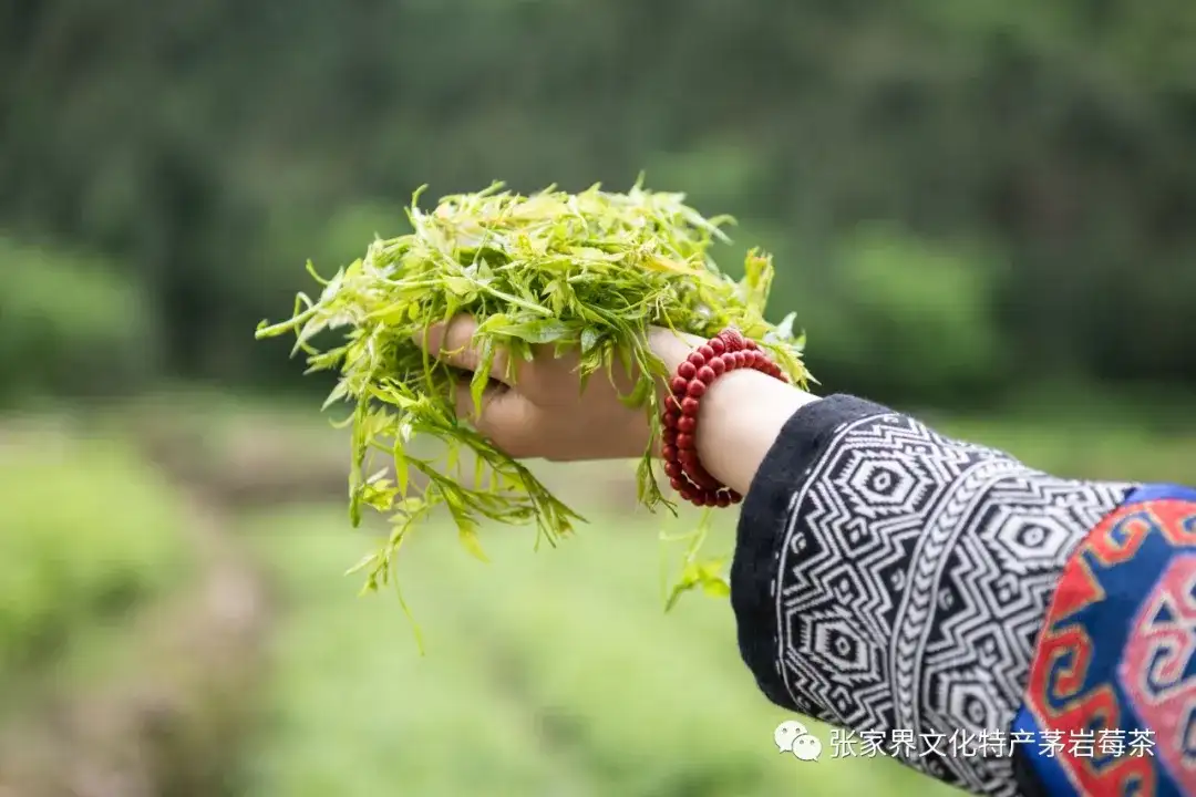 几月份的莓茶最好 莓茶价格 知乎 几月份的莓茶最好 莓茶价格 知乎