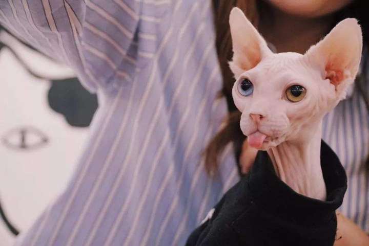 盘点最受欢迎的十种猫咪,你家猫主子上榜了吗? 盘点最受欢迎的十种猫咪,你家猫主子上榜了吗?