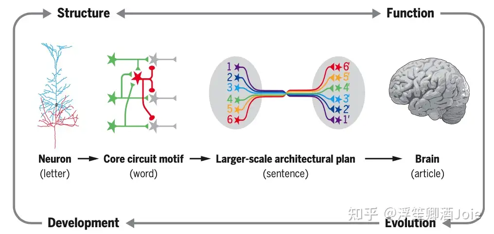 LR】Architectures of neuronal circuits(2021). LIQUN LUO. - 知乎