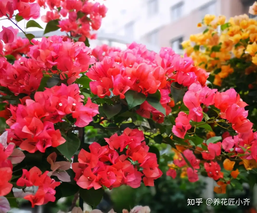 三角梅想要开花多 高手 都会准备3种肥 再多就是浪费 知乎
