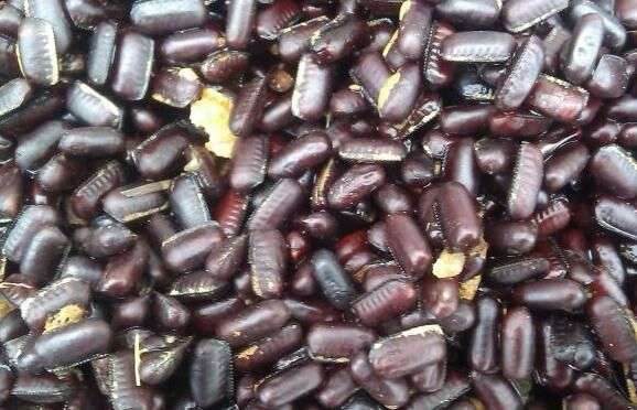 小时候地上看见一个长长的黑豆子,长这样.