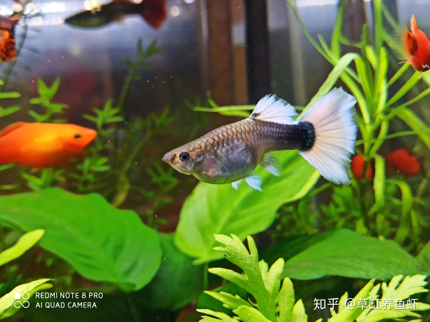 孔雀鱼想养活不难 想养好却不易 我们该怎么养呢 知乎