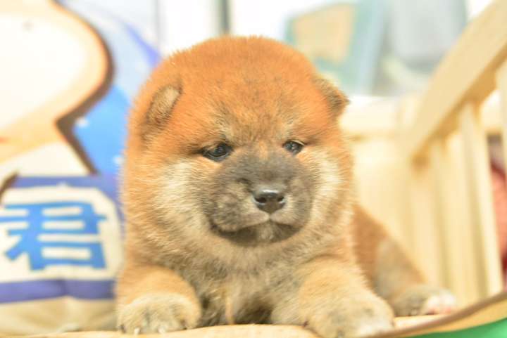 小柴杏仁眼圆脑袋毛量厚实谁见谁爱