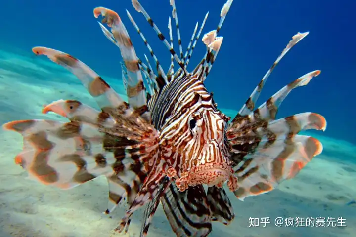 狮子鱼丨生活在海洋最深处，入侵了整个大西洋（全世界各地的海洋中生活着大约350种鲨鱼）