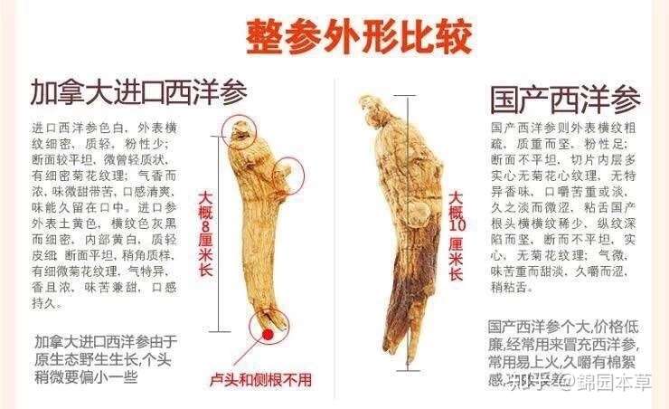 西洋參国产vs进口鉴别 有图有真相 知乎