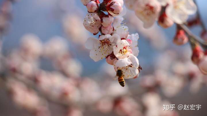 荣耀v30pro和荣耀30pro哪个更值得入手?