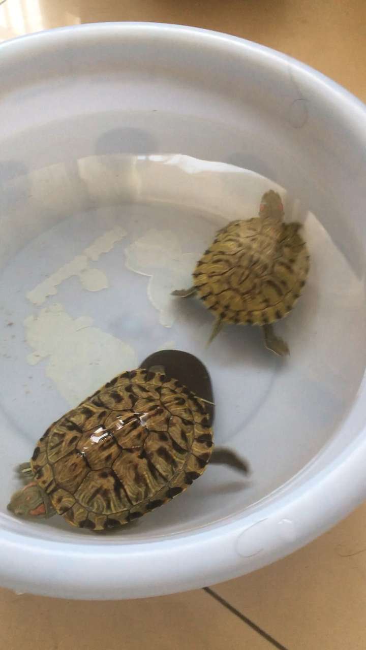 v2-db41c7368432ca9d801ed990670322d7_720w.jpg?source=1940ef5c