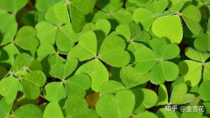 小小幸运草 有那么好的寓意 没有想到还能提高人体免疫力 知乎
