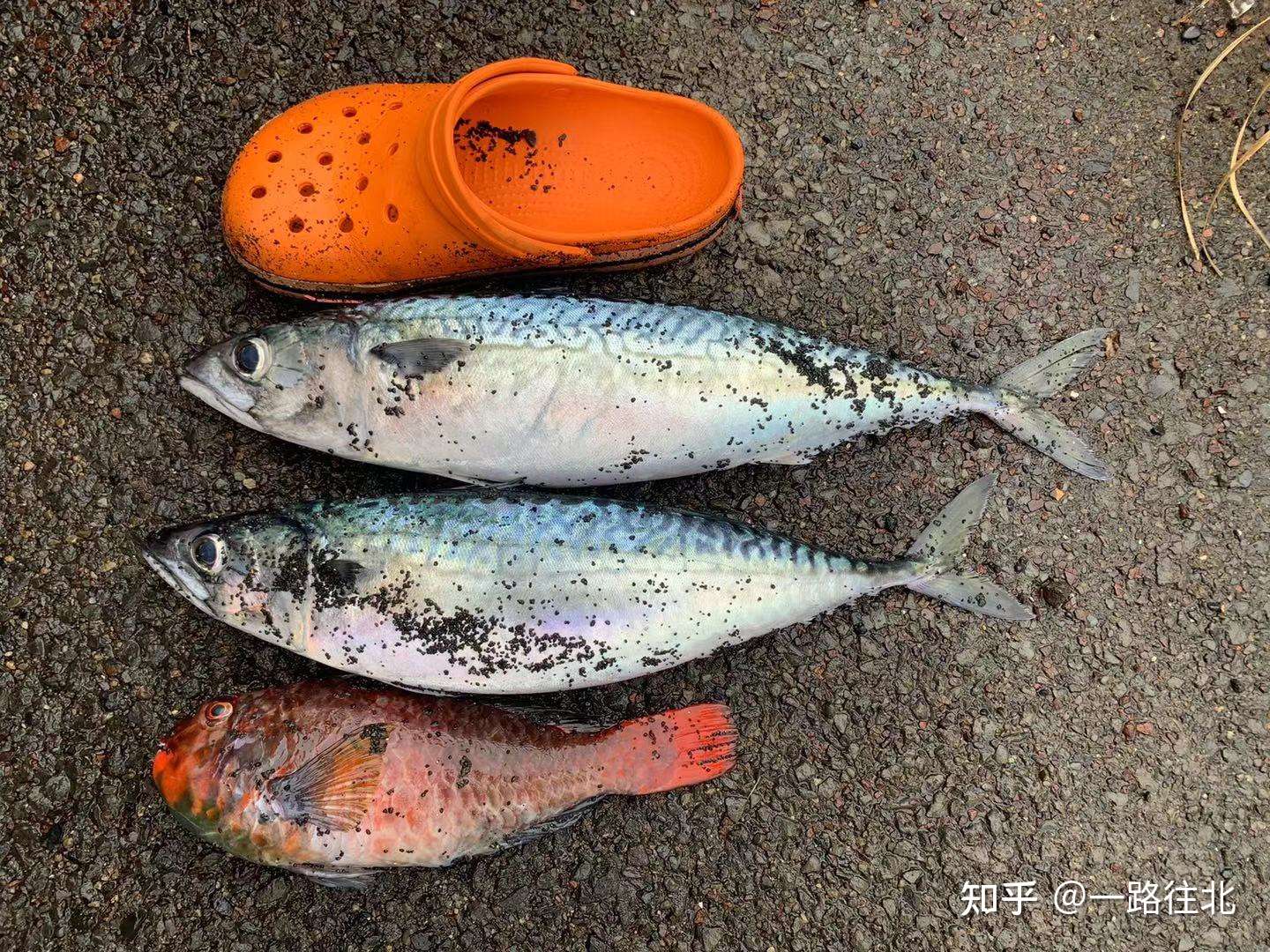 地震前兆 日本三宅岛海滩突现大量死鱼 茨城小河沟鱼群聚集 知乎