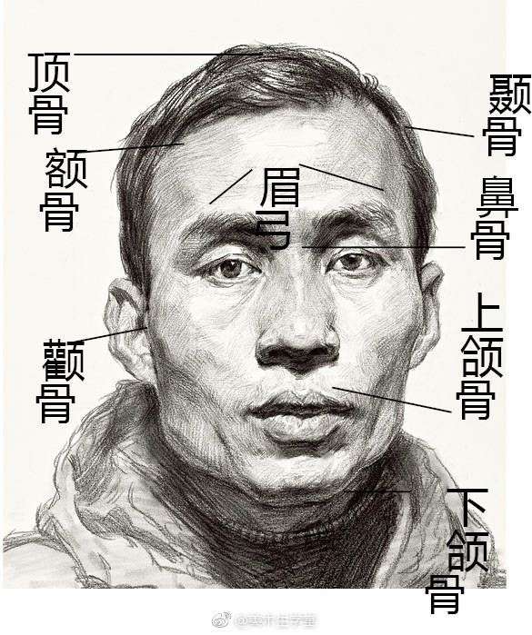 学会头像素描必须要先学会画头骨吗