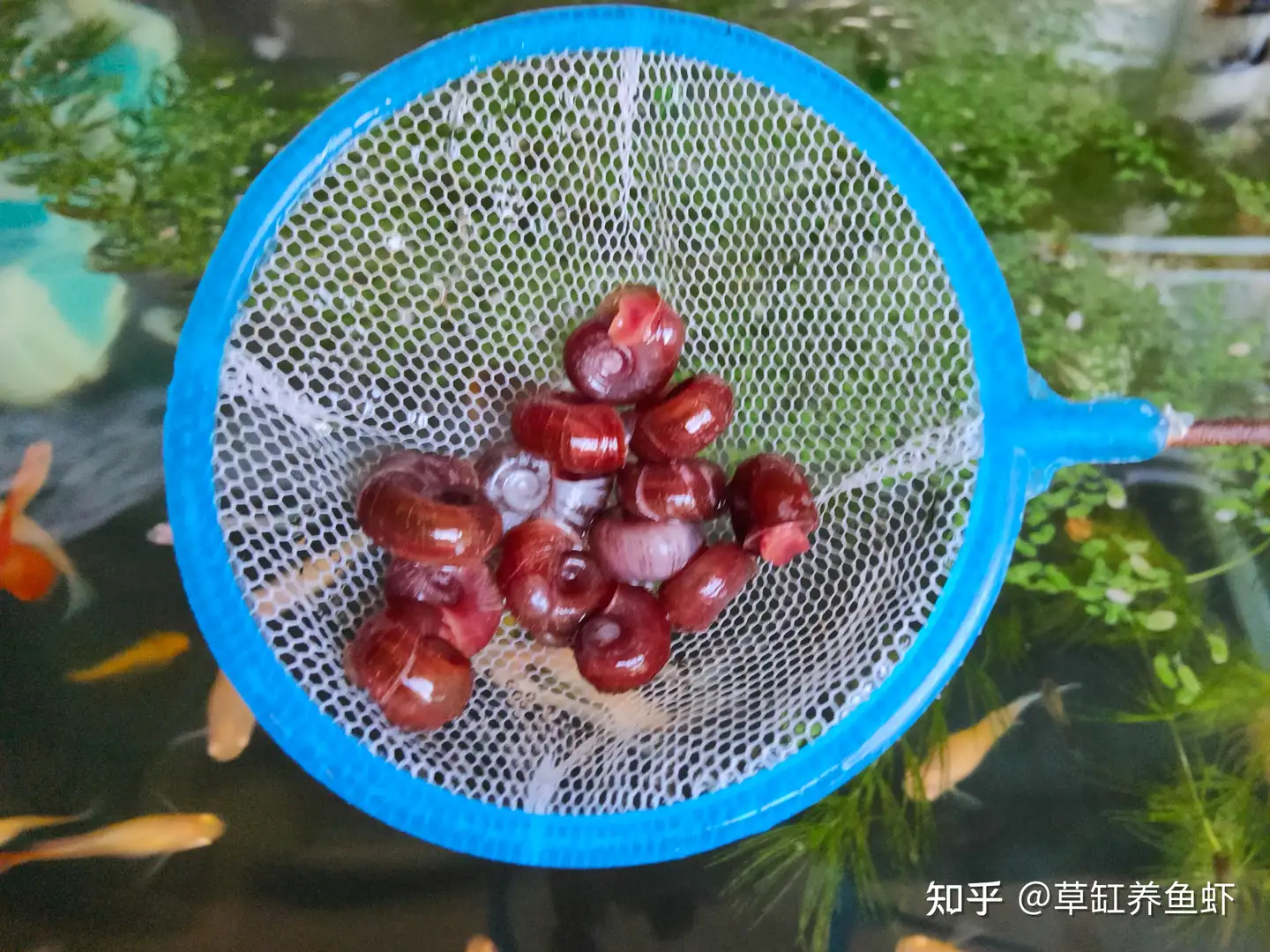 苹果螺能监测和稳定鱼缸水质 没错 它还能清洁鱼缸 知乎