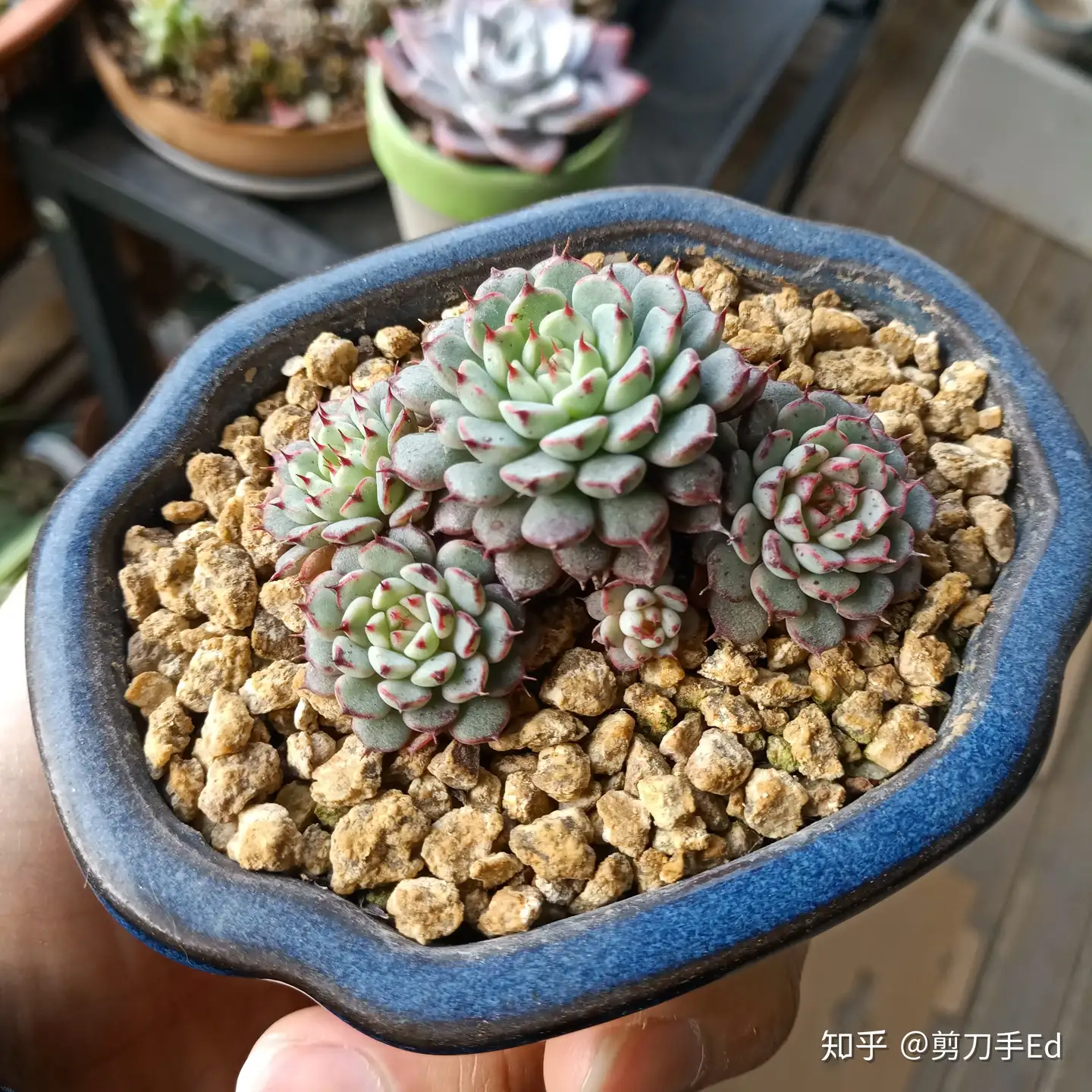 多肉种植入门碎碎念 三 配土篇 知乎