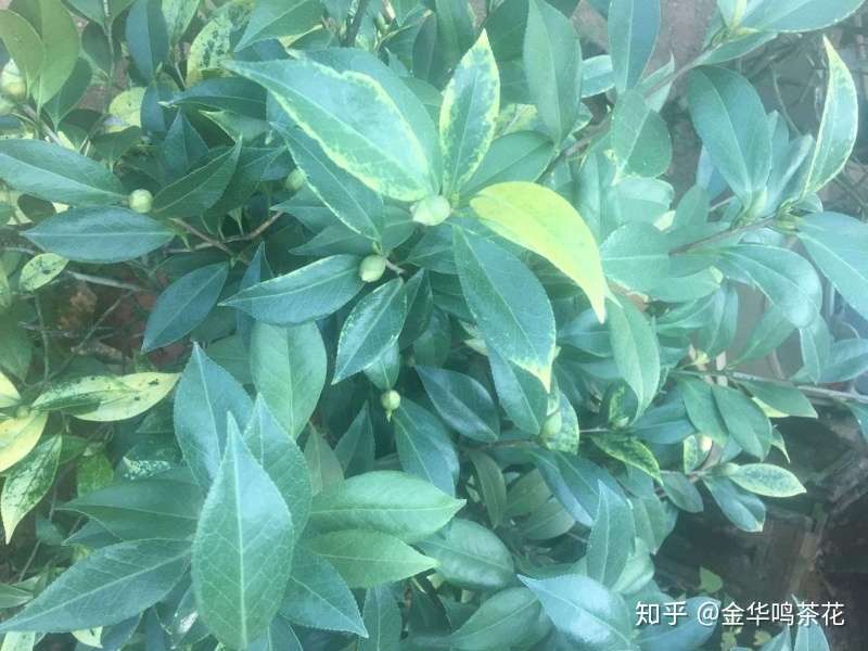 十大名茶花之花鹤翎 知乎