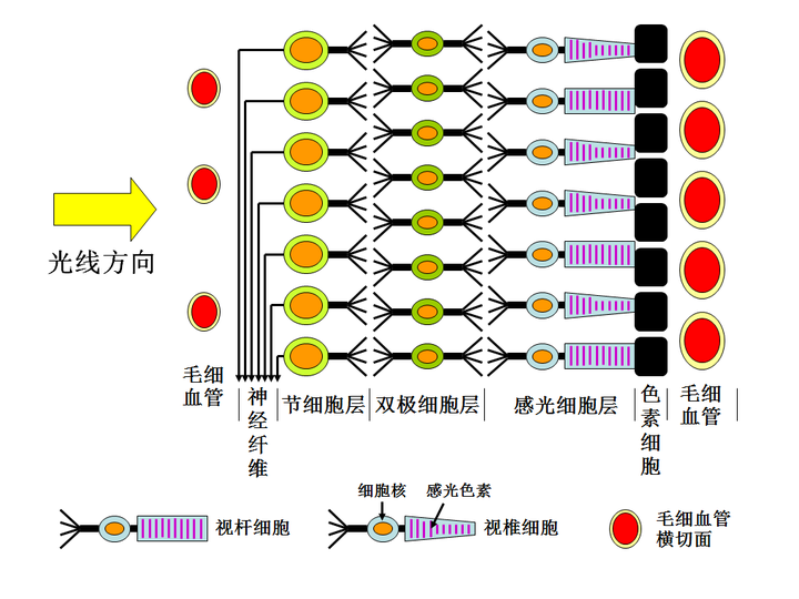 视网膜的构造