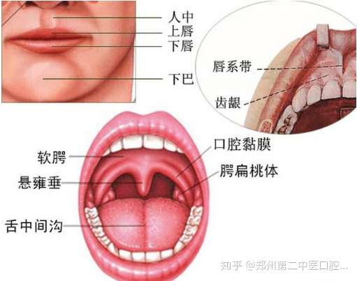 什么是口腔黏膜白斑口腔白斑对身体的危害 知乎