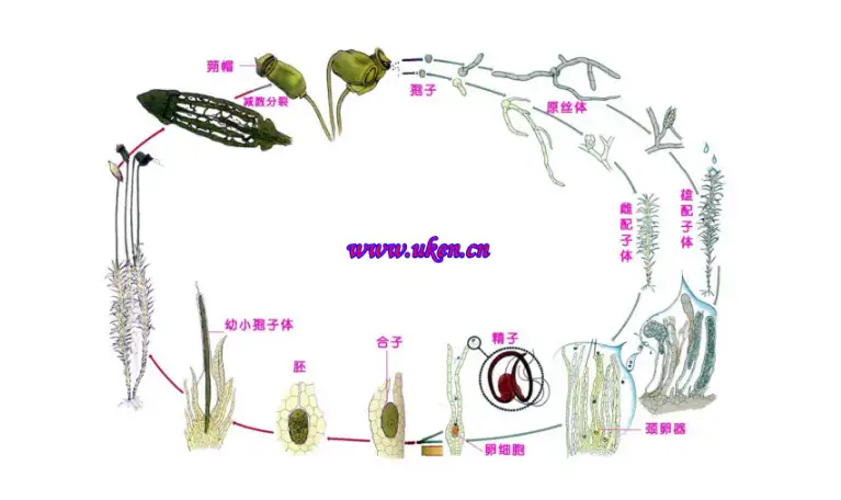 植物的分类 知乎