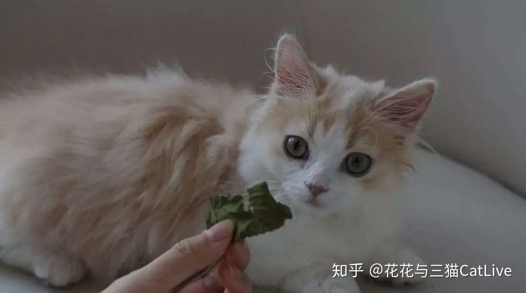 猫咪吃虫瘿果和吃猫薄荷 效果会有什么区别 知乎