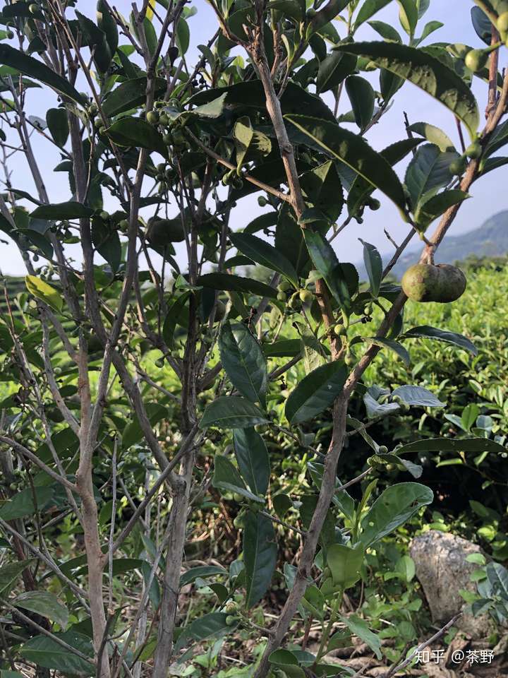 了,到山里转转～～～ 福鼎土生土长的有性繁殖茶树群体种俗称"菜茶","