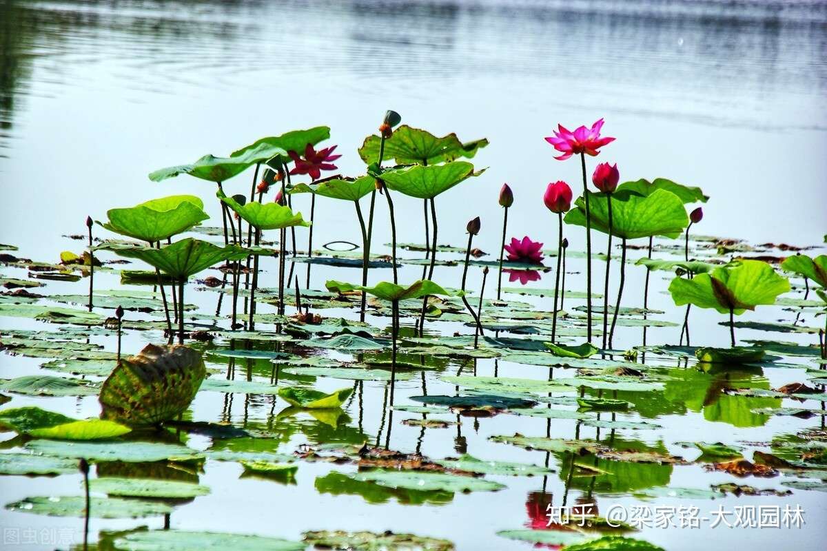 园林作业如何用水生植物造景 知乎