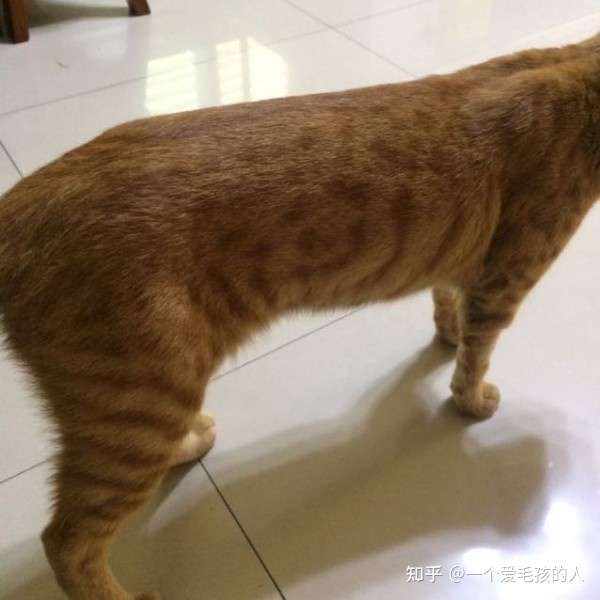 猫咪腹部凹陷怎么回事 知乎