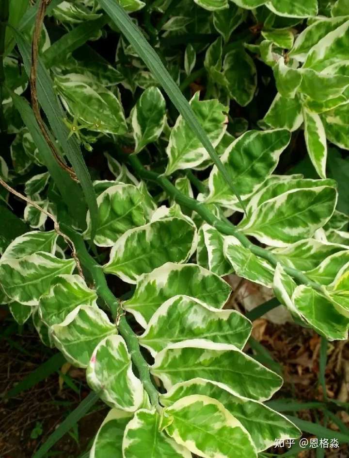 应该是白雀珊瑚 耐阴耐旱 开花期适当增加光照 它的花像红色的小雀 叶