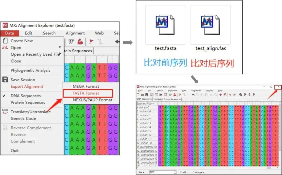 科研绘图 系统发育树实例解读 知乎