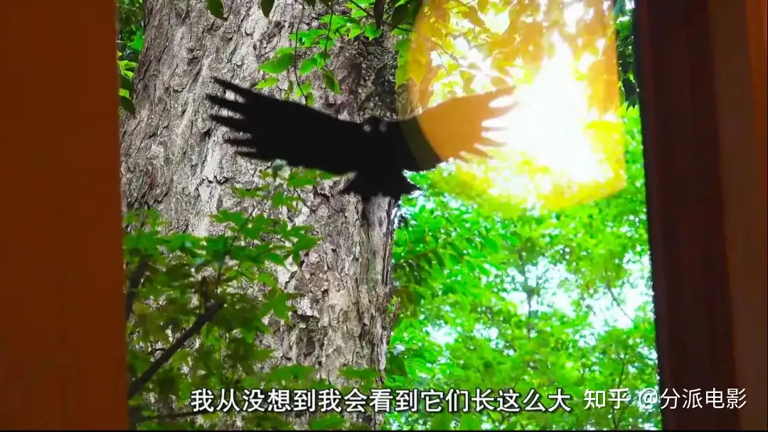 《宫崎骏与苍鹭》宫崎骏给的一封遗书,也是情书!