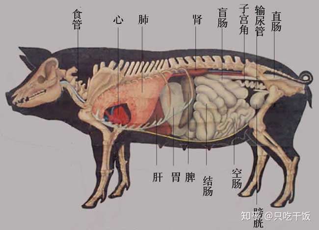 猪生肠是哪个部位图片