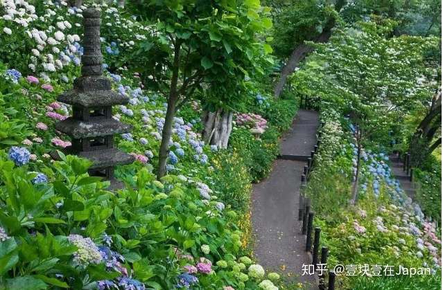 为什么紫阳花盛开在日本的初夏 知乎 为什么紫阳花盛开在日本的初夏 知乎