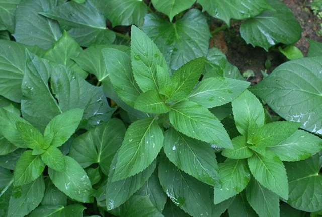 涨知识了 薄荷的十大品种大鉴赏 知乎