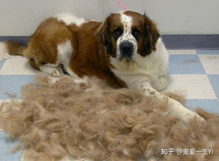狗冬天大量脱毛正常吗 知乎