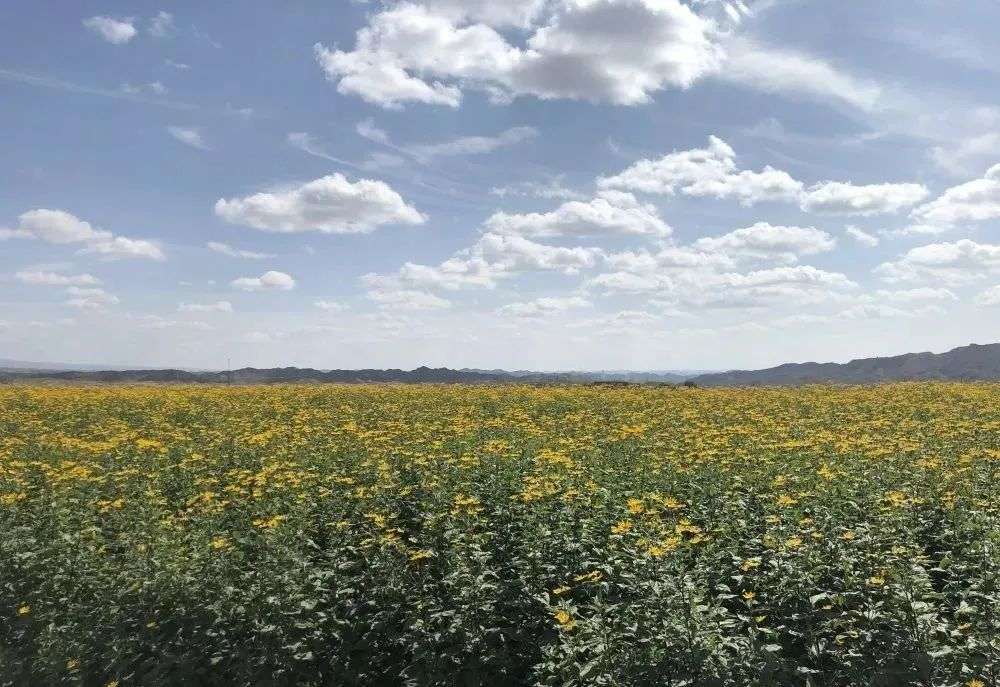中秋遇国庆赏花到小川 知乎