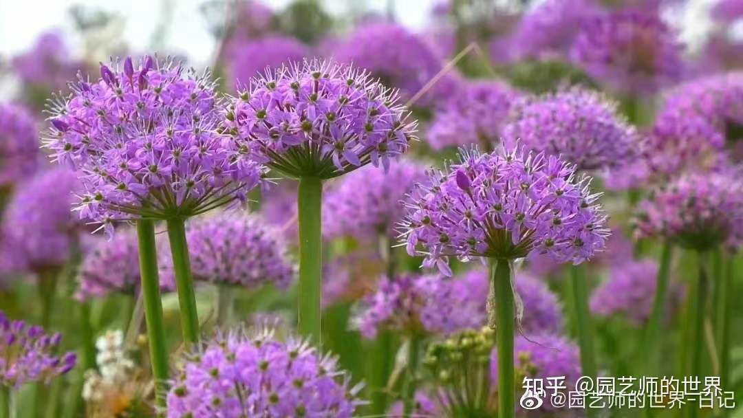 第1篇 可食用景观植物产品图鉴 22秋冬季 知乎 第1篇 可食用景观植物产品图鉴 22秋冬季 知乎