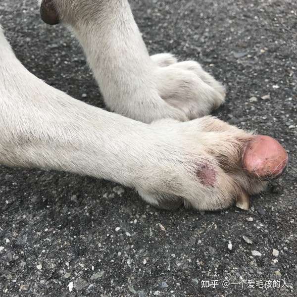 狗狗脚趾长肿瘤 知乎