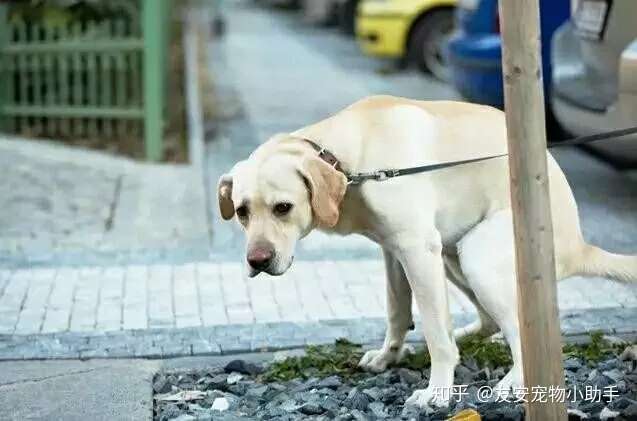 科普知识 犬猫 胃炎 问题对应及预防 知乎