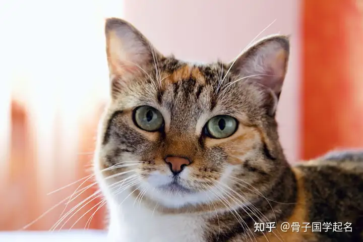 2022百家姓最新排名第一，百家姓排名2022年版