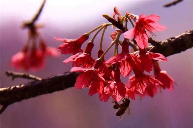 少了樱花的春天是不完美的 18种樱花品种你认识几种 知乎